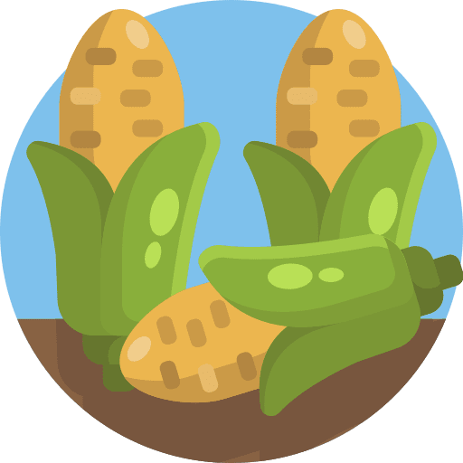 Wheat grain branch farming cereal icon Wheat grain branch farming cereal icon
