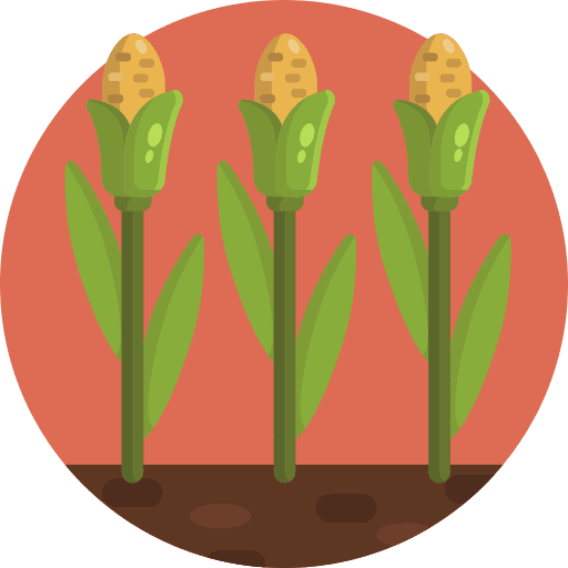 Wheat plant cereal branch farming and gardening icon Wheat plant cereal branch farming and gardening icon