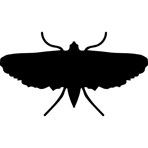 Moth insect shape insect silhouette moths icon