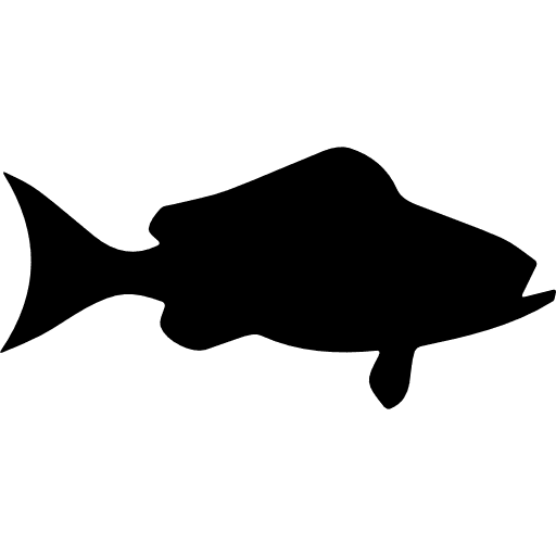 Fish black grouper side view fishes animal fish icon