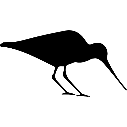 Bird oystercatcher bird animal birds icon