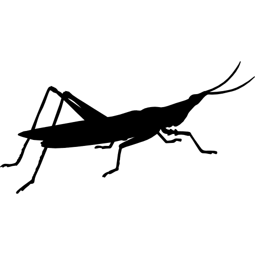 Insect shape of gryllotalpa animal animal kingdom insect icon