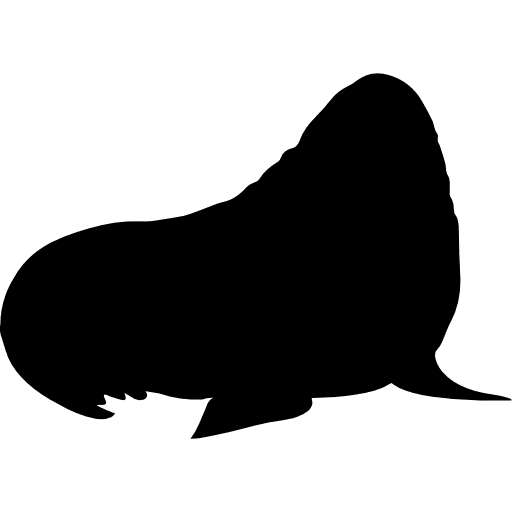 Walrus mammal silhouette animal walrus sea life icon