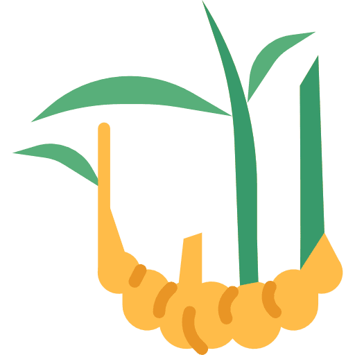 Ginger leaves root ginger icon