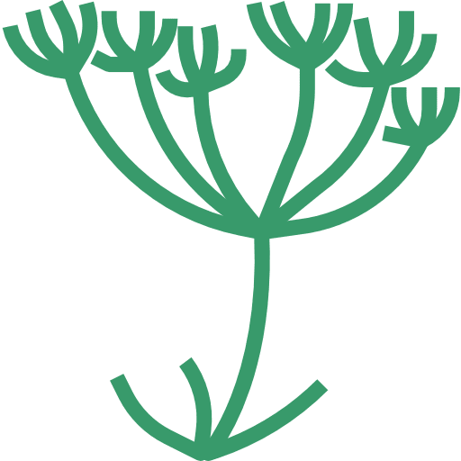 Caraway herb herbs spice icon Caraway herb herbs spice icon