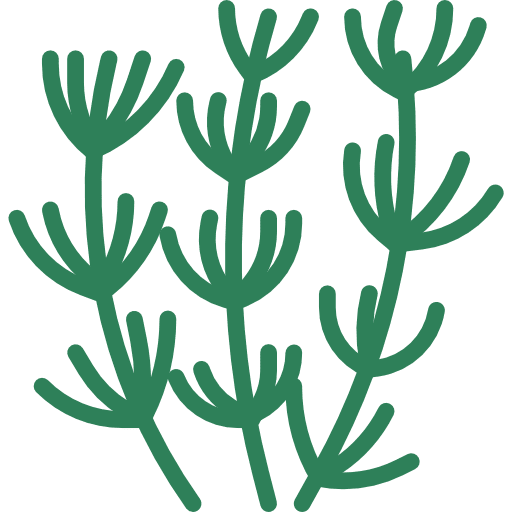 Herb vegetarian healthy food nature icon Herb vegetarian healthy food nature icon