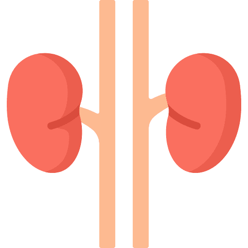 Kidneys parts human organ icon Kidneys parts human organ icon