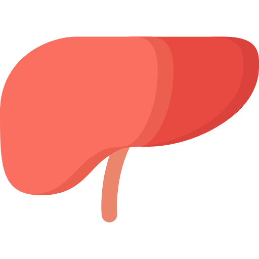 Liver anatomy internal organ body icon Liver anatomy internal organ body icon