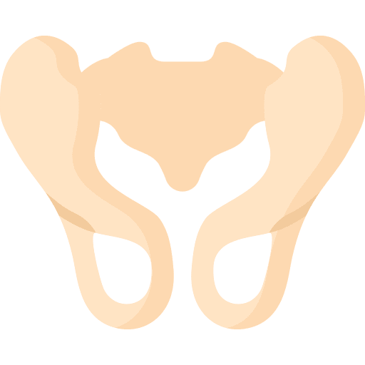 Pelvis parts body anatomy icon Pelvis parts body anatomy icon