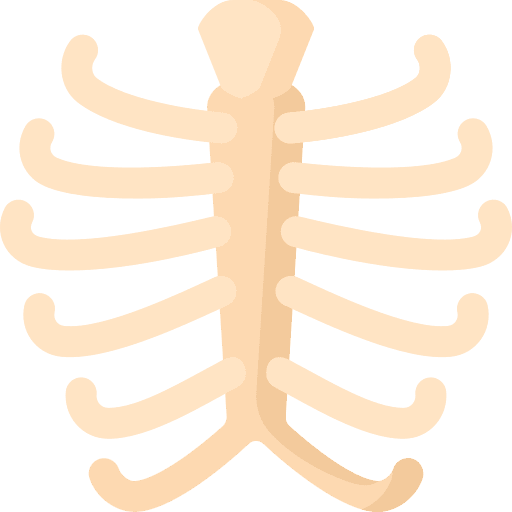 Rib cage anatomy rib cage human icon