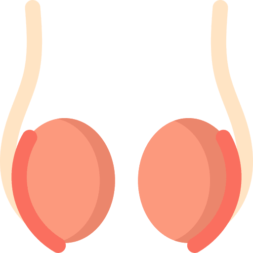 Testicle parts body human icon Testicle parts body human icon