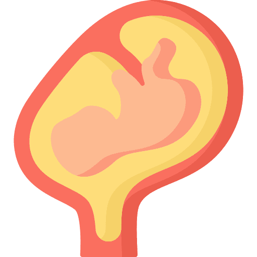 Fetus human motherhood parts icon Fetus human motherhood parts icon