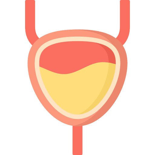 Bladder human healthcare and medical body icon Bladder human healthcare and medical body icon