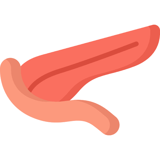 Pancreas human internal parts icon Pancreas human internal parts icon