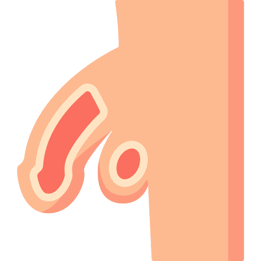 Penis anatomy human parts icon Penis anatomy human parts icon