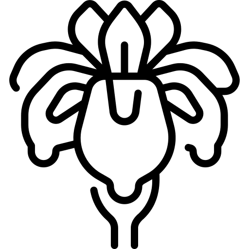 Iris botanical flowers iris icon