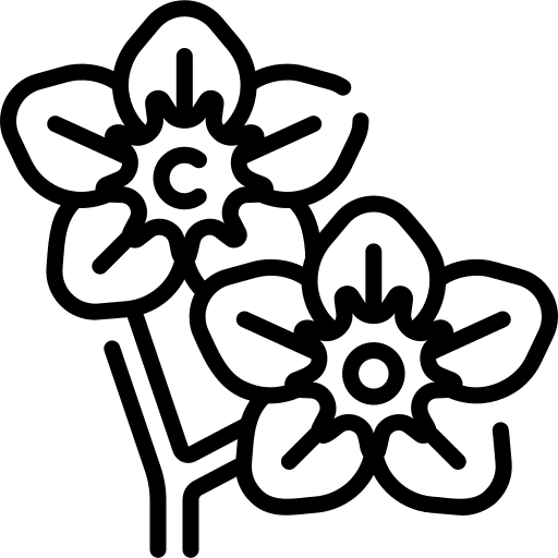 Alpine forget me not alpine forget me not botanical blossom icon Alpine forget me not alpine forget me not botanical blossom icon