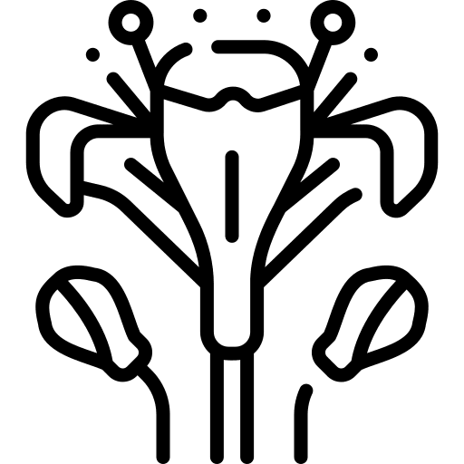 Alstroemeria flowers petals blossom icon Alstroemeria flowers petals blossom icon