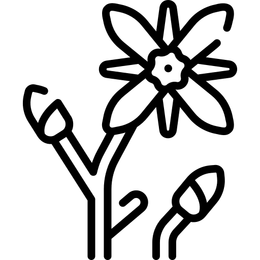 Borage blossom nature plant icon Borage blossom nature plant icon