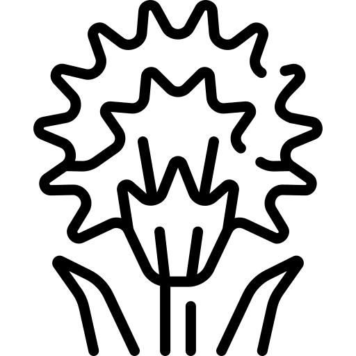 Chive blossoms botanical chive blossoms flowers icon Chive blossoms botanical chive blossoms flowers icon