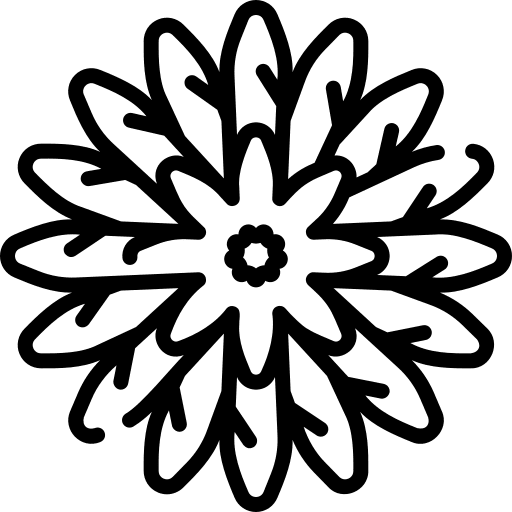 Chrysanthemum plant botanical chrysanthemum icon Chrysanthemum plant botanical chrysanthemum icon