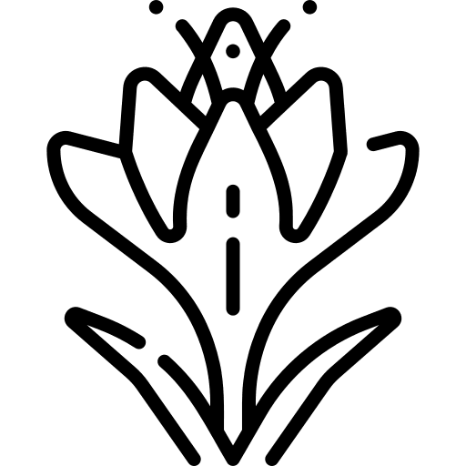 Crocus nature flowers crocus icon Crocus nature flowers crocus icon