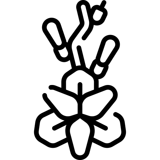 Gladiolus nature flowers petals icon Gladiolus nature flowers petals icon