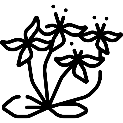 Ixora nature plant petals icon Ixora nature plant petals icon