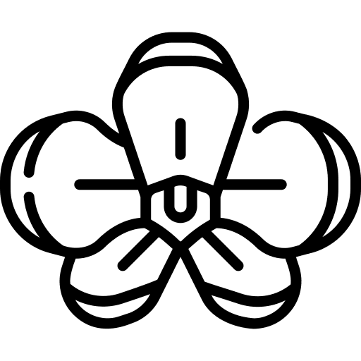 Orchid blossom botanical orchid icon Orchid blossom botanical orchid icon