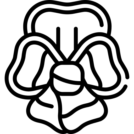 Pansy blossom petals botanical icon Pansy blossom petals botanical icon