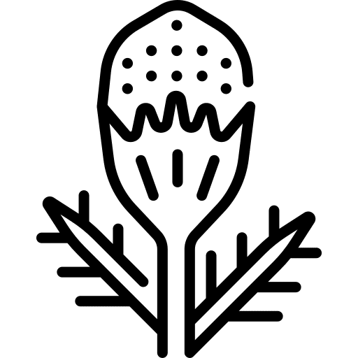 Pineappleweed plant botanical flowers icon Pineappleweed plant botanical flowers icon