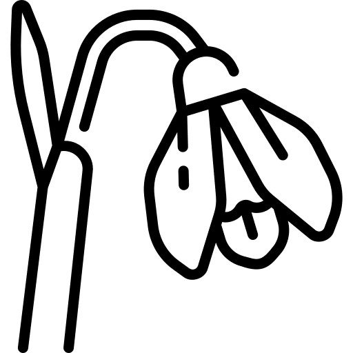 Snowdrop snowdrop flowers botanical icon Snowdrop snowdrop flowers botanical icon