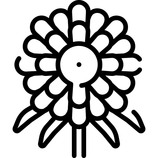 Aster aster botanical blossom icon Aster aster botanical blossom icon