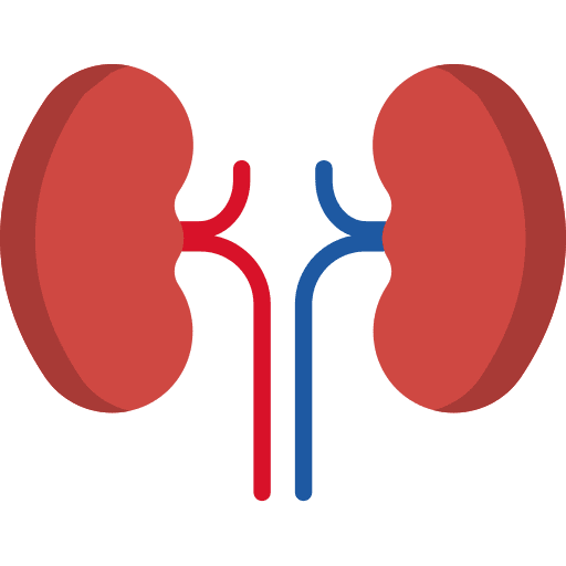 Kidney kidneys kidney organ icon