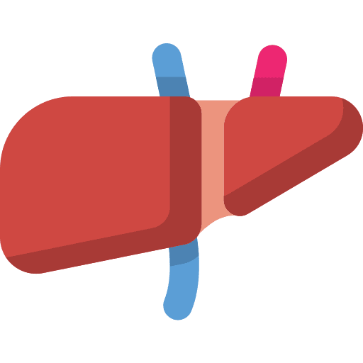 Liver body parts healthcare and medical liver icon