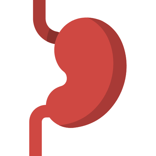 Stomach anatomy healthcare and medical body parts icon