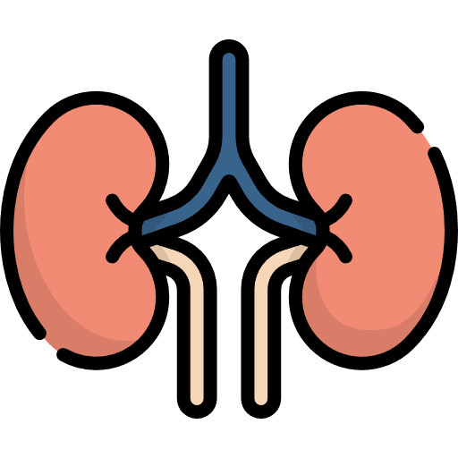 Kidneys healthcare and medical kidney anatomy icon