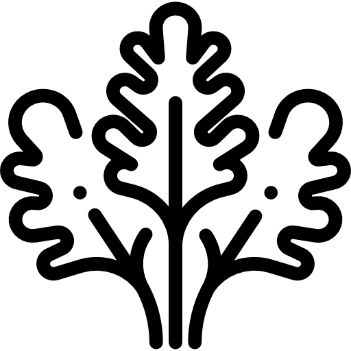 Parsley vegetable vegetarian vegan icon Parsley vegetable vegetarian vegan icon