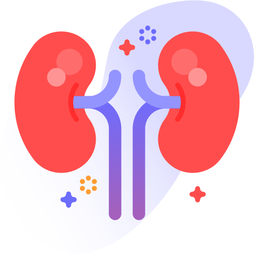 Kidney body part kidney healthcare and medical icon