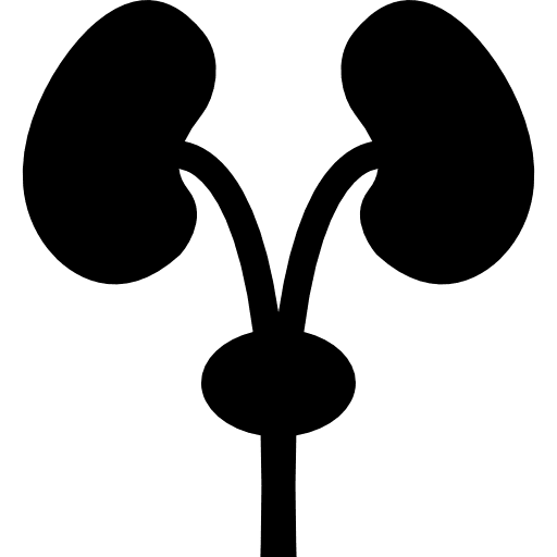 Excretory system silhouette medical organ urethra icon