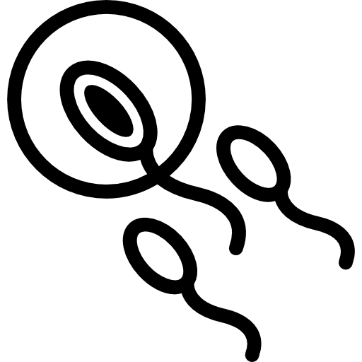 Sperm entering to an ovule ovule sperm human body icon