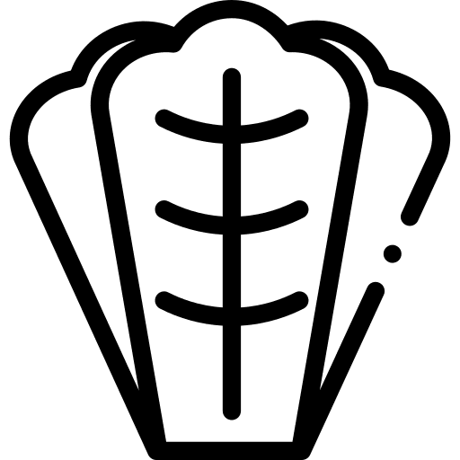 Lettuce organic salad vegetable icon Lettuce organic salad vegetable icon