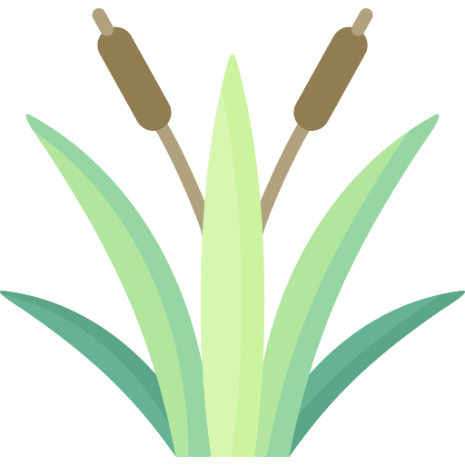 Reeds reed reeds nature icon Reeds reed reeds nature icon