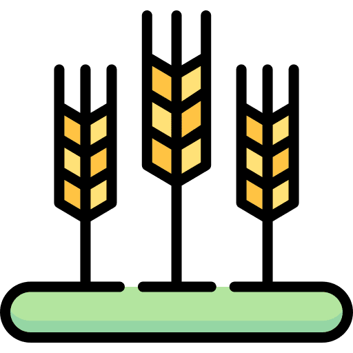 Wheat wheat grain wheat grain icon