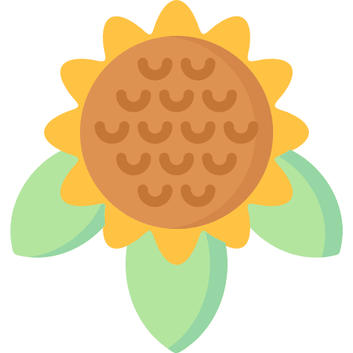 Sunflower flower botanical sunflower icon Sunflower flower botanical sunflower icon