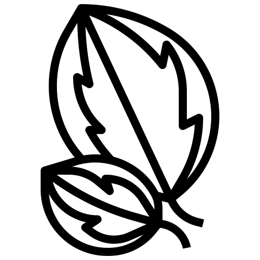 Calathea leaf botanical plant icon Calathea leaf botanical plant icon