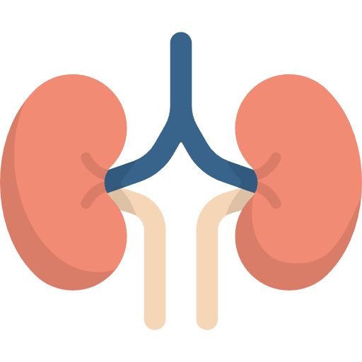 Kidneys urologist healthcare and medical medical icon