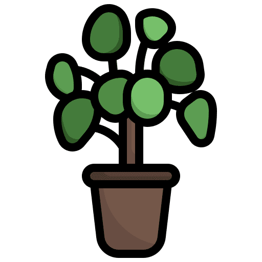 Chinese money plant exotic house plants farming and gardening icon Chinese money plant exotic house plants farming and gardening icon