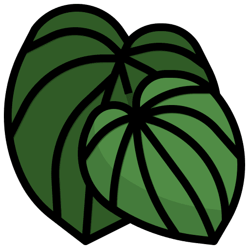 Peperromia exotic ecology nature icon Peperromia exotic ecology nature icon