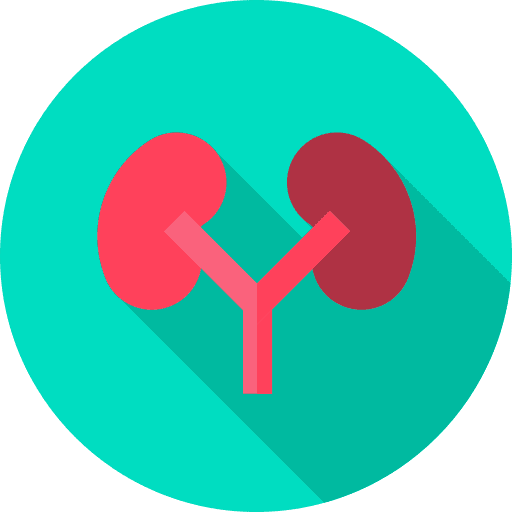 Kidneys renal human body anatomy icon Kidneys renal human body anatomy icon